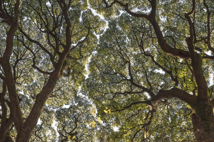 Éncinas en el bosque de Valdenazar