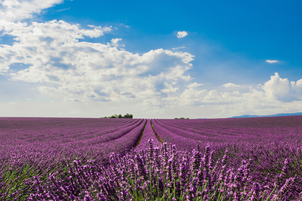 Campos de lavanda de Brihuega, cerca de Valdeluz