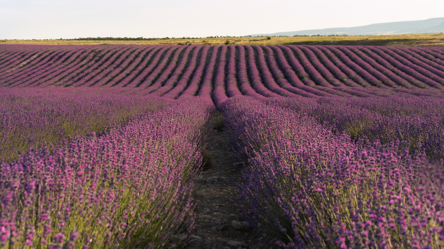 Campos de lavanda en Brihuega